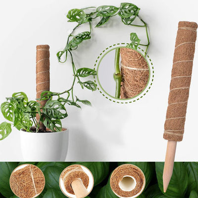 44cm Hindistan Cevizi Yosunu Totem Direği Kiti Tırmanma ve Destekleyici Bitkiler İçin Hindistan Cevizi Direği