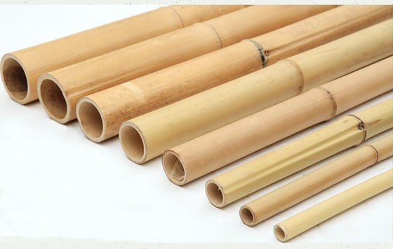 Çevre Dostu Doğal Bambu Çubukları Cannes 16cm Diyalog Farklı Boyutlarla