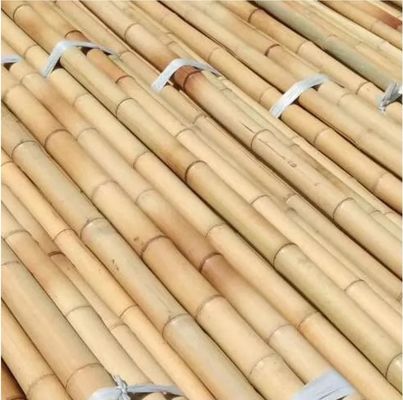 Nature Raw Bamboo Poles Straight Bamboo Tree Stakes Large Bamboo Poles For Decoration
