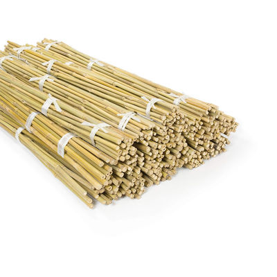 Bahçe Mobilyaları Doğal Bambu Çubukları Çiğ Bambu Çubukları 40cm 500cm Yükseklik
