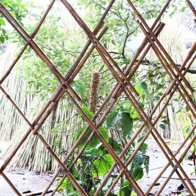 Bahçe Mobilyaları Doğal Bambu Çubukları Çiğ Bambu Çubukları 40cm 500cm Yükseklik