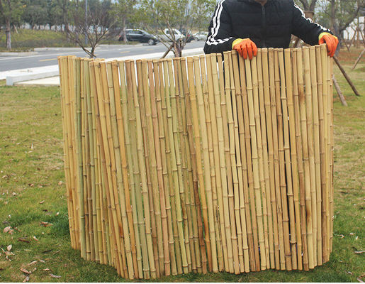 Doğal Tonkin Bambu direği Bahçe için Bambu Gizlilik Çit 240 cm Yüksek