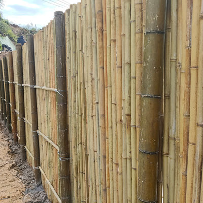 Doğal Tonkin Bambu direği Bahçe için Bambu Gizlilik Çit 240 cm Yüksek