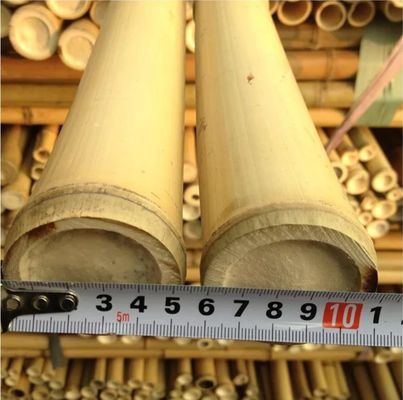Bitki Dekorasyonu İçin Çevre Dostu 3 İnç Moso Bambu Direği Bambu Kazıkları Sarı