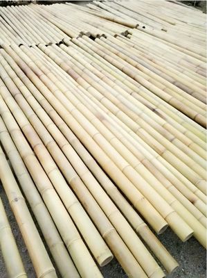 3 inç Moso Bambu direği bitki dekorasyonu için saf doğal bambu kazıklar Sarı