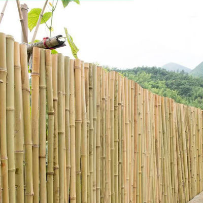 % 100 Doğal Ham 240cm Bambu Direk Bina Dekorasyonu 60cm - 595cm