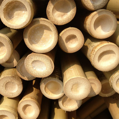 % 100 Doğal Güçlü Dayanıklı Moso Bambu Direği Özel Uzunluk