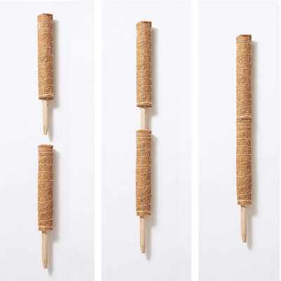 30cm 40cm 60cm 90cm Doğal hindistancevizi kokosu Totem Destek Çubuğu