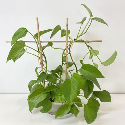 100% Raw Material Bamboo Stakes 6m U Shape Hoops Handcrafted Trellis Support Flower