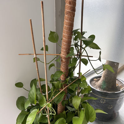Bahçe Mobilyaları Doğal Bambu Çubukları Çiğ Bambu Çubukları 40cm 500cm Yükseklik