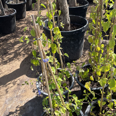 Bahçe Çit Ev Dekorasyonu Çiğ Bambu Çubukları Tonkin Katı Bambu Çubukları