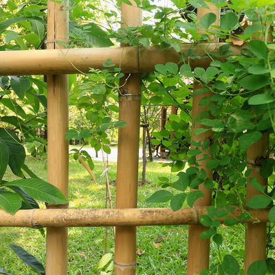 % 100 Doğal Güçlü Dayanıklı Moso Bambu Direği Özel Uzunluk