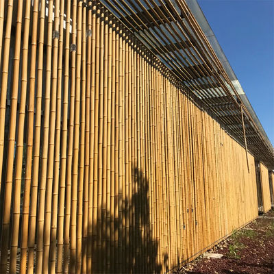 Raw Bamboo Pole 100% Natural for Gardening Construction and Decoration Top Quality Bamboo Canes/Stakes