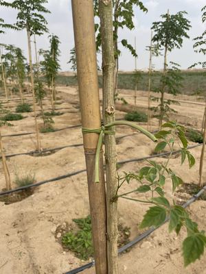 6mm-30mm Diameter Eco-Friendly Bamboo Stakes for Sustainable Gardening