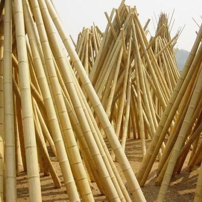 Eco-Friendly Customizable Size Bamboo Pole For Garden Plant Support With Antisepsis Treatment