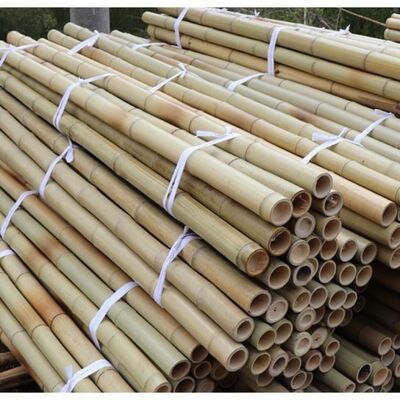 Doğal muamele görmüş Moso Bambu direği 3 metre uzunluk 6-8cm çapı DIY inşaat çit bahçe ve dekoratif projeler
