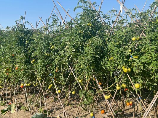 Bahçe Çubukları, 18 inç doğal bambu bitki çubukları, bükülmüş bağlarla bitki destek çubukları, domates, fasulye, çiçek, kaplı bitkiler, iç ve dış tırmanma bitkileri için bambu çubukları